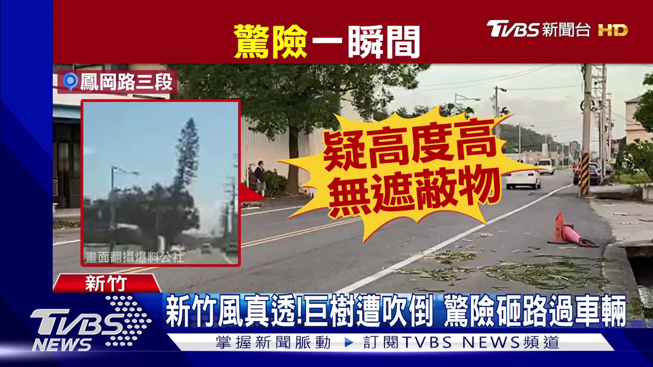 新竹風真透!巨樹遭吹倒 驚險砸路過車輛