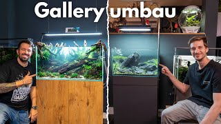 Gallery Umbau! ADA 60P45 Iwagumi bepflanzen & Hintergrundpflanzen austauschen!