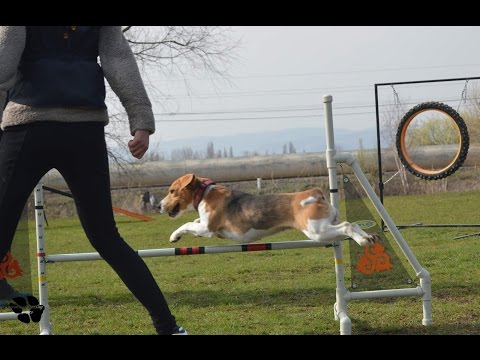 Agility training | MÁLKOV | 20. 4. 2016