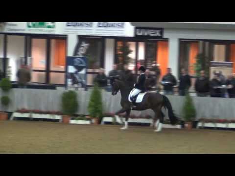 FOR ROMANCE v. Fürst Romancier x Sir Donnerhall - Don Schufro / Münster-Handorf