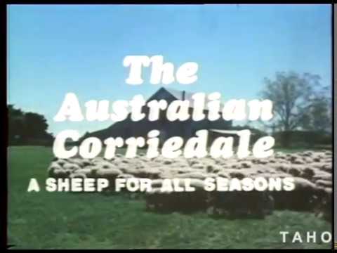 Cover image for Film - Australian Corriedale: A Sheep For All Seasons - shows advantages of the Corriedale its tolerance of extremes of temperature its lean meat and large frame make it an ideal sheep for the overseas and domestic market