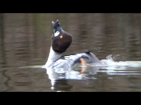 Common Goldeneye Bucephala clangula hlas a potápanie