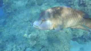Красное море наполеон локация способ ловли
