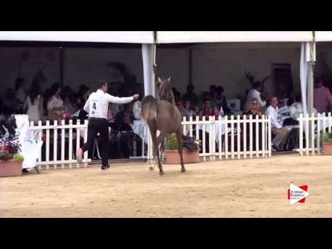 N.4 MESSILA DOMITIA - Menton 2015 - Yearling Fillies 1 year old (Class 1A)