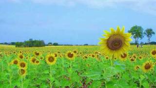 Annie-Dog Smashing Pumpkins