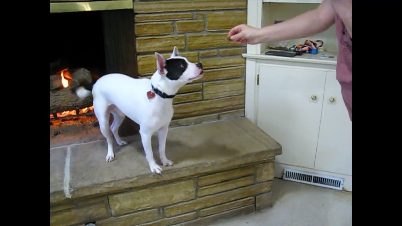 Enlarge Bingo, a ADOPTABLE mixed breed in White Plains, NY video 5/5