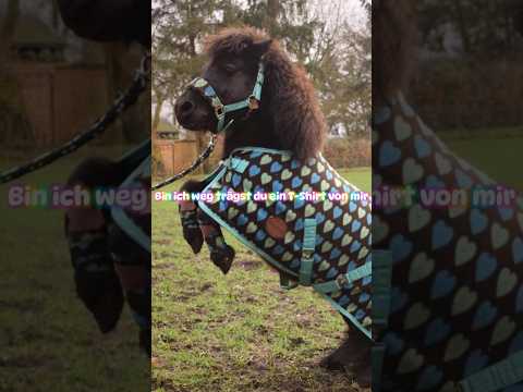 @HellaGabbert @HellaundTom #horse #soundhorse #horsefan #equestrian #bestpony #edit #showpony 🥹