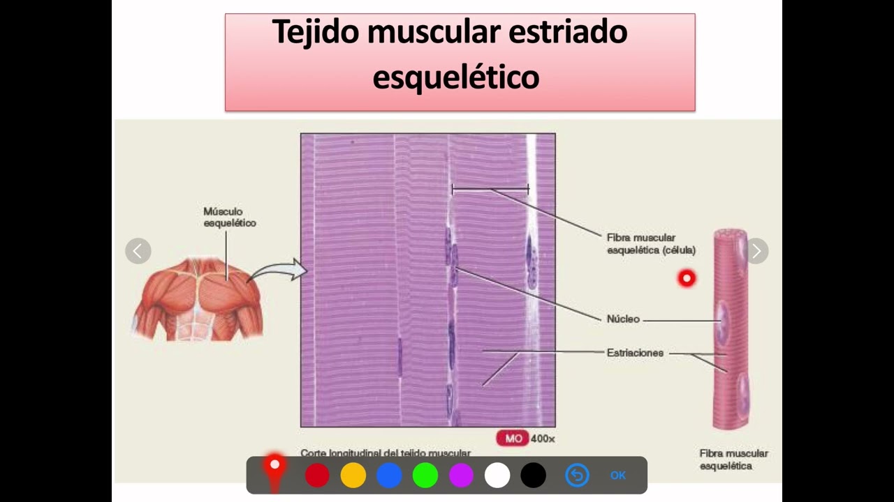 Histología Músculo Esquelético