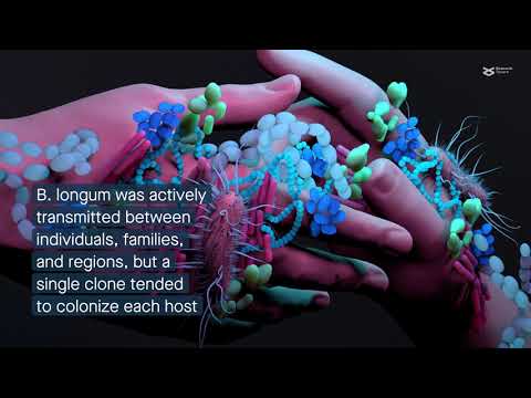 Evolution, transmission, and anti-aging effects of a human gut-derived probiotic