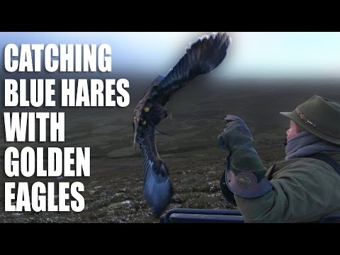 Catching Blue Hares with Golden Eagles Catching Blue Hares with Golden Eagles