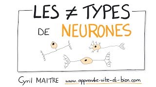 Vignette de NEUROSCIENCES EN DESSINS : Quels sont les différents types de neurones ?