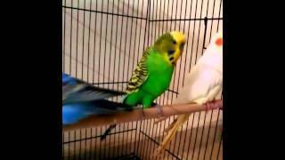 Anybody please tell me what is my Budgie's problem