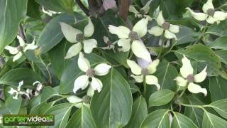 Cornus kousa (China Girl) braucht sauren Boden