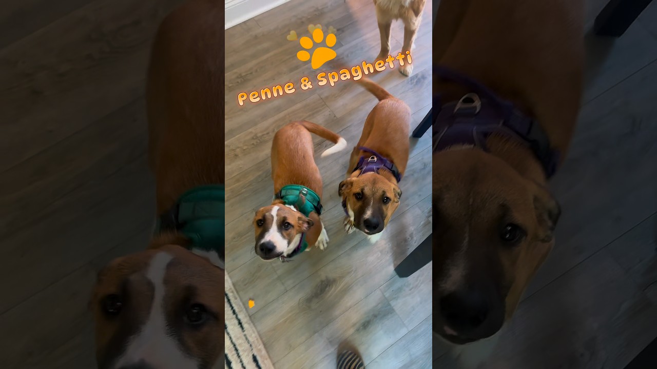 Enlarge PENNE, a Adoptable Shepherd in Thornton, CO video 3/3