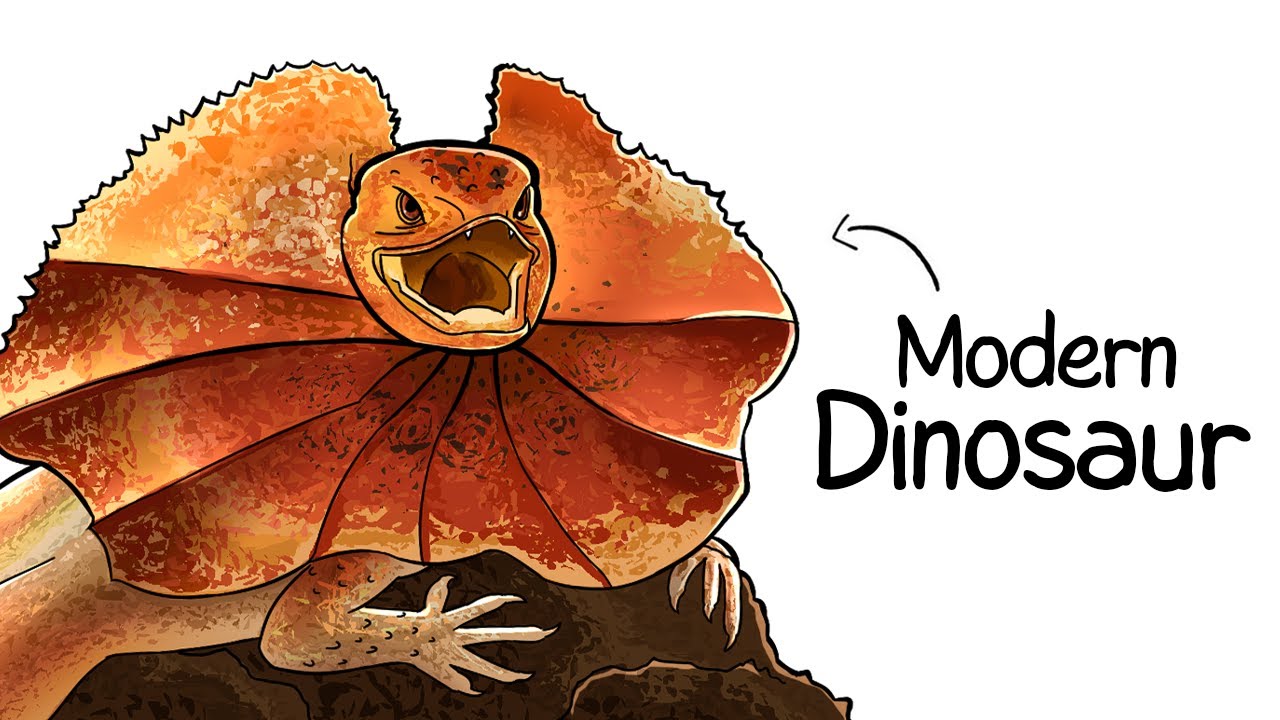 Why it Sucks To Be Born As a Frilled Lizard