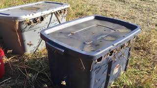 a Canadian Beekeeper’s Blog - open syrup feeding