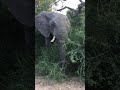 Elephant Snacking On Marula Fruits