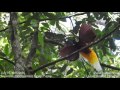 Lesser Bird of Paradise (Paradisaea minor): The Performance
