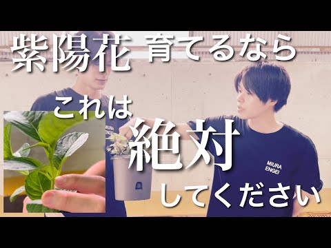 アジサイの美しい開花を保証するものは何ですか？関連する剪定、優先肥料、または雨からの保護?  庭園