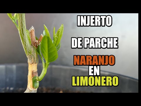 Así de fácil se hace un injerto de Naranjo en Limonero.  ¡Vale para cualquier otro cítrico!