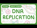 A Level Biology DNA Replication 3 Prime And 5 Prime Ends 2026 27 Exams