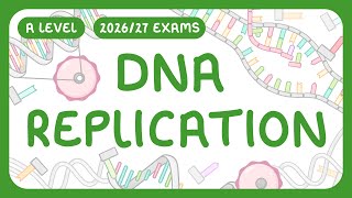 A-Level Biology - DNA Replication | 3 prime and 5 prime ends (2026/27 exams)