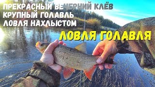 Голавль рыба фото на что клюет