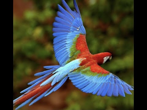 birds for cats to watch (By Smart cooking!)