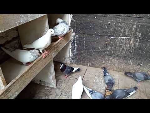 Srilankan pigeons paravi maliyaa Anuradhapura