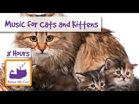 8 HOURS of Relaxing Music for Cats and Kittens!