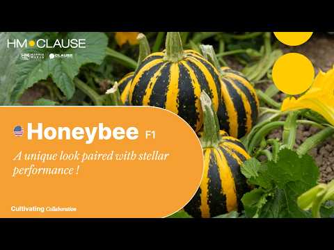 Video: HONEYBEE F1