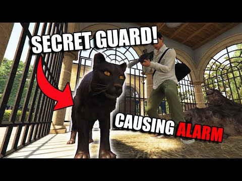Weird Facts: Mr Rubio's Panther Is Secretly A Guard | GTA Online The Cayo Perico Heist