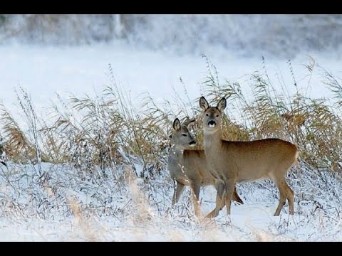 прогулка по охотничьим местам и древний курган