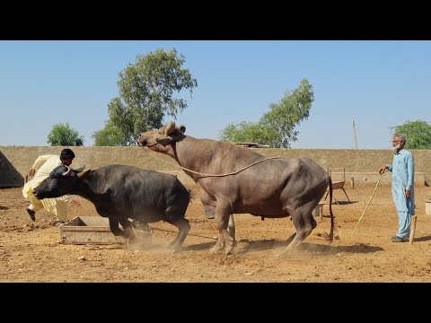 , title : 'How to Breed Kundhi Buffalo Breed| Complete Process & Tips | Documentary'