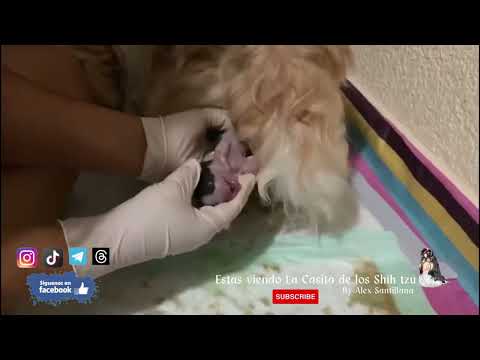 EMBARAZO y PARTO en la Perra Shih Tzu | PREGUNTAS y RESPUESTAS