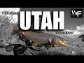 W4F - Fly Fishing Utah "Green River"