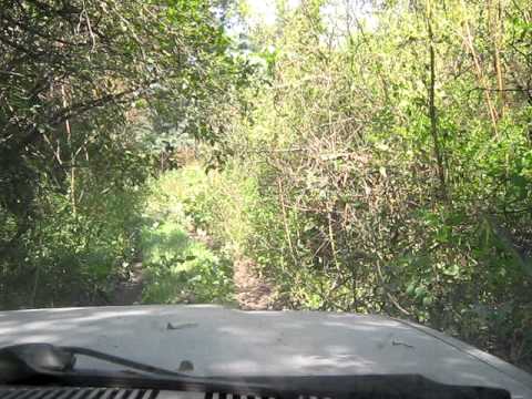 Padurea Dumbraveni 14.08.2010