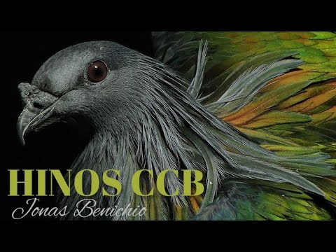 20 Minutos de Lindos HINOS CCB Jonas Benichio