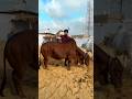 Bodybuilder cow 🐮 mashallah 😳 ￼ #syedfahad #animals #cowvideos #cute