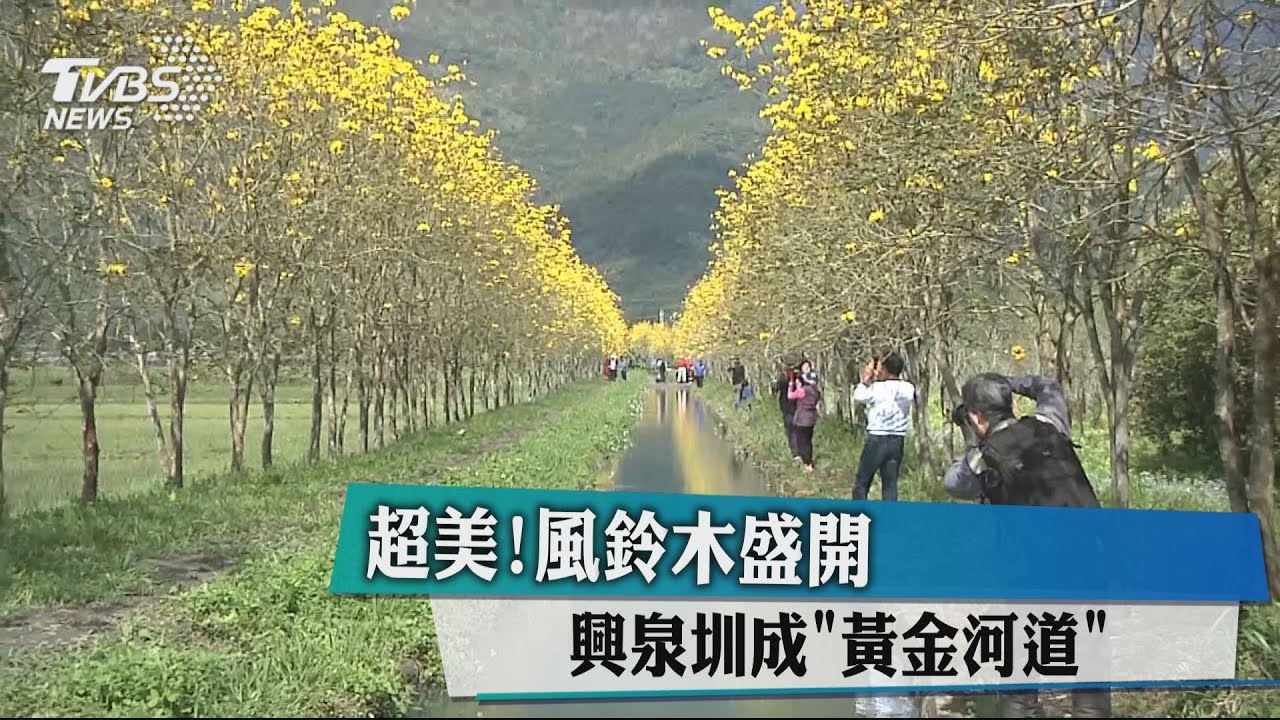 超美!風鈴木盛開 興泉圳成「黃金河道」