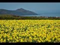 Daffodils by William Wordsworth, read by Kevin ...