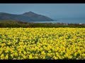 Daffodils by William Wordsworth, read by Kevin ...