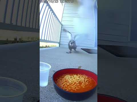 Meowl hidden effect? #meowlife #meow #memes