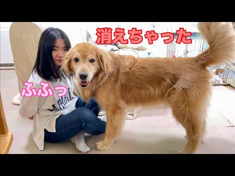 一瞬で消し去る姉にまんまと騙される大型犬クッキー【ゴールデンレトリバーとミニチュアダックスフンド】