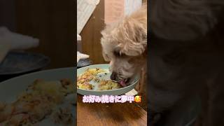 【しゃくれ犬クレール】 わんこ用お好み焼きを一心不乱にがっつくトイプードル 【犬の日常】