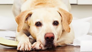 Cachorros, Pets e Gatinhos Divertidos, Fofos e Engraados