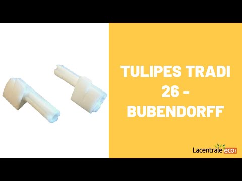Tulipes TRADI 26 - Bubendorff