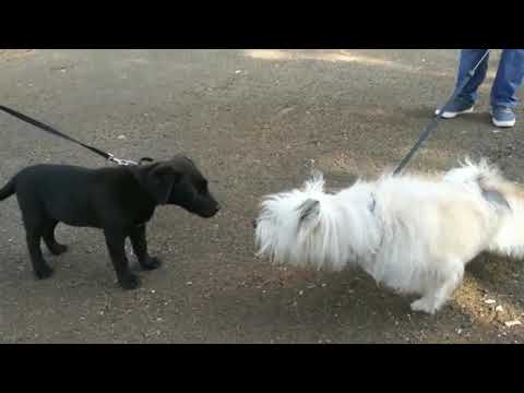 Lab_pummery facing be like