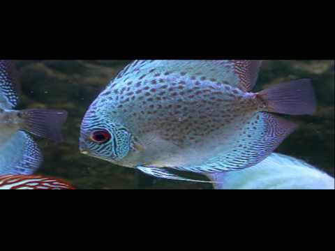 Discus Fish Tank Aquarium HD Sydney Discus World Aquariums Australia
