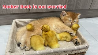 The kitten saved the duckling, and the duckling received the kitten's personal VIP service.😊so cute